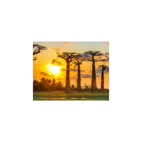 Soleil couchant derrière les baobabs