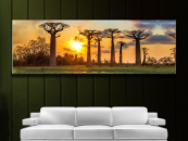 Soleil couchant derrière les baobabs