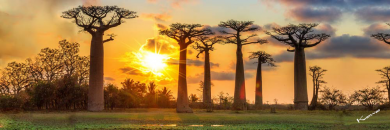 Soleil couchant derrière les baobabs