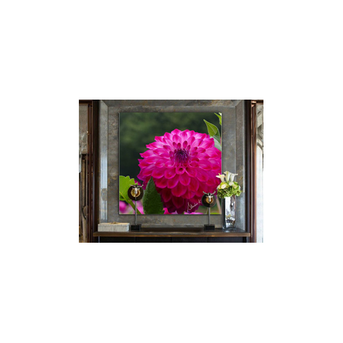 Dahlia