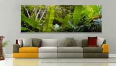 Couleurs tropicales