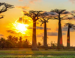 Soleil couchant derrière les baobabs