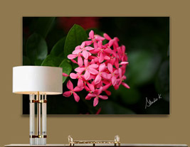 Ixora